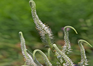 long white flowers in a cylindrical shape